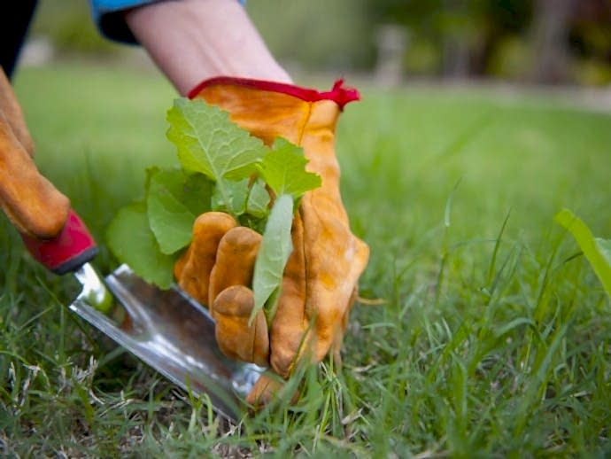 Tips for Successful Weed Control