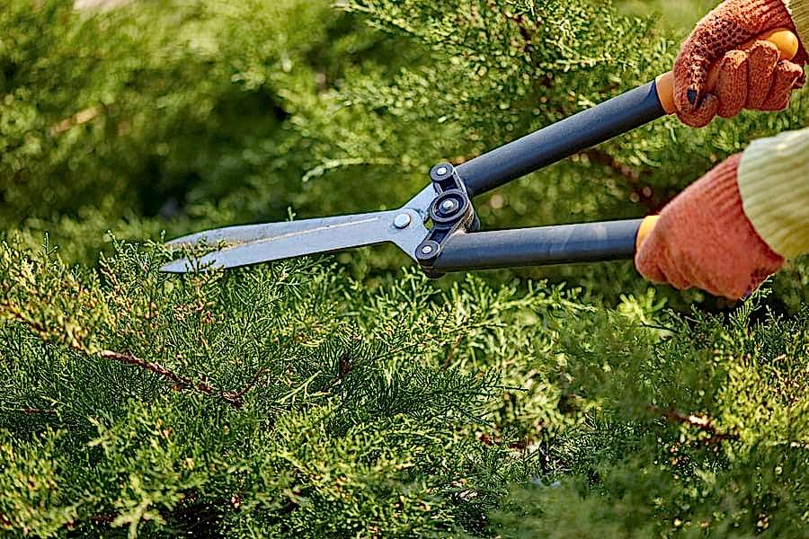 How Mulching Boosts Your Garden's Health and Aesthetics