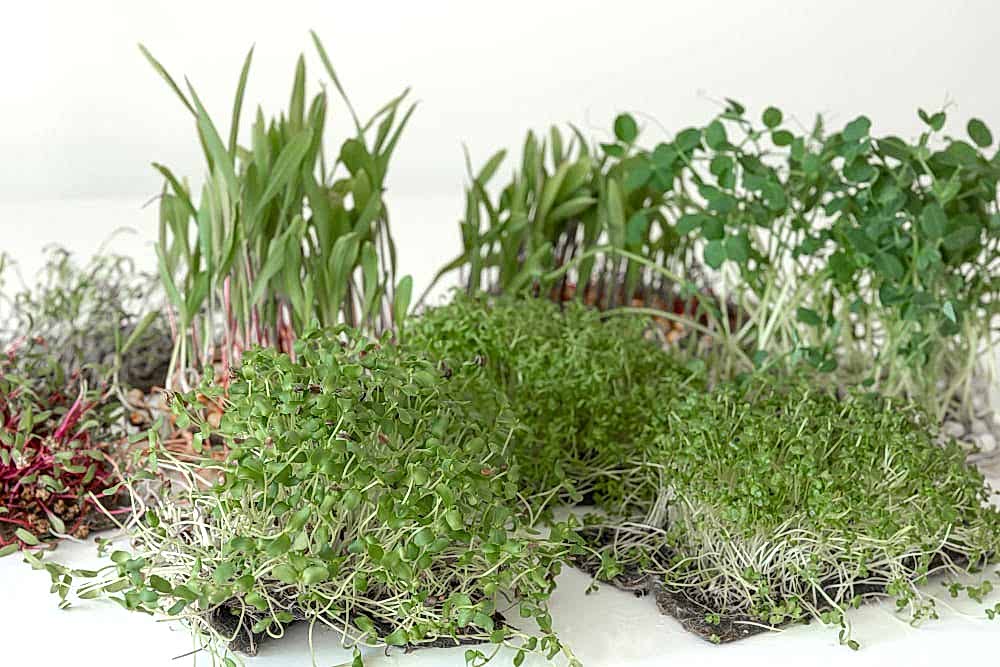 Common Lawn Weeds in Ohio