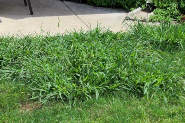 Crabgrass Everywhere