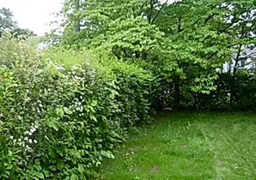 tree removal