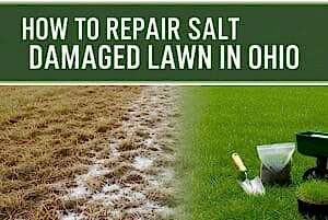 How to Repair Salt Damaged Lawn in Ohio