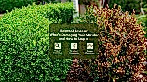 Protecting Ohio Boxwoods from Moths and Disease