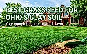 Best Grass Seed for Ohio Clay Soil